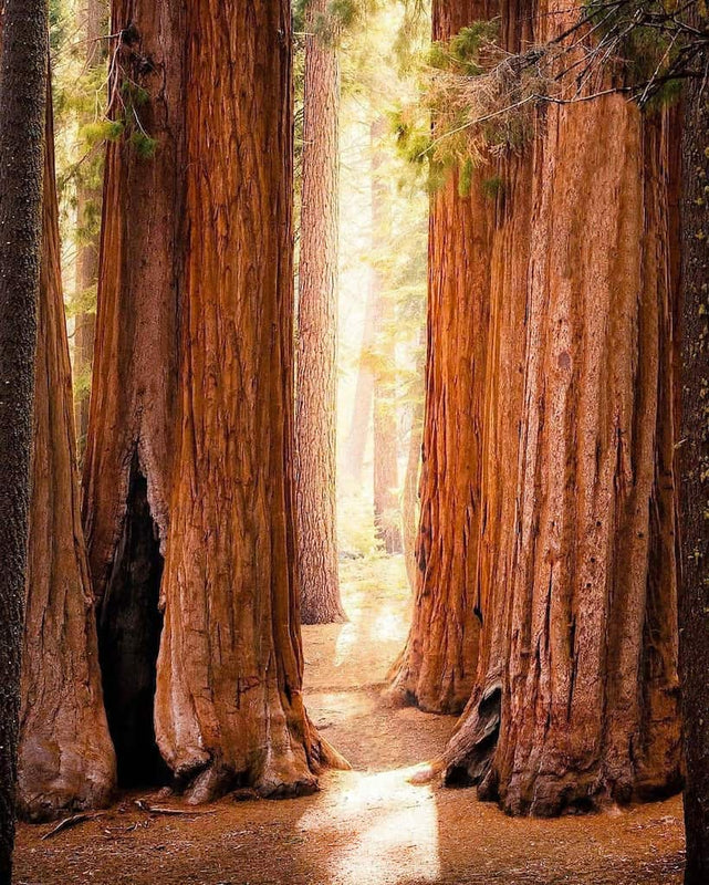 Kwas Taninowy i drzewo długowieczności | Tannic Acid, the Tree of Life...