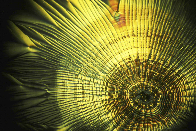 Kwas Fitowy | Phytic Acid