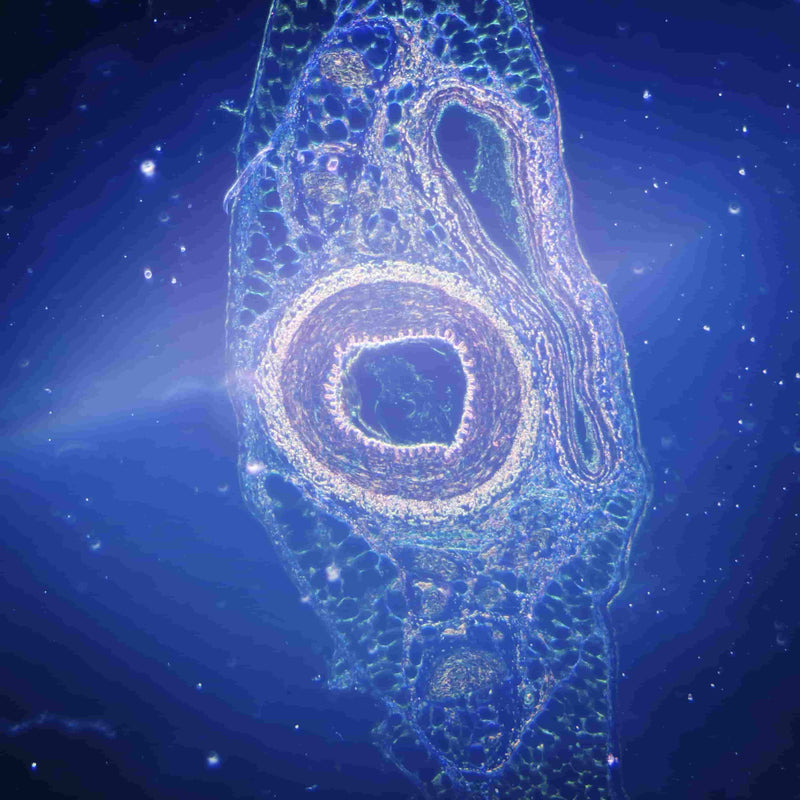 Troxerutyna w niosomach | Niosome Troxuretine