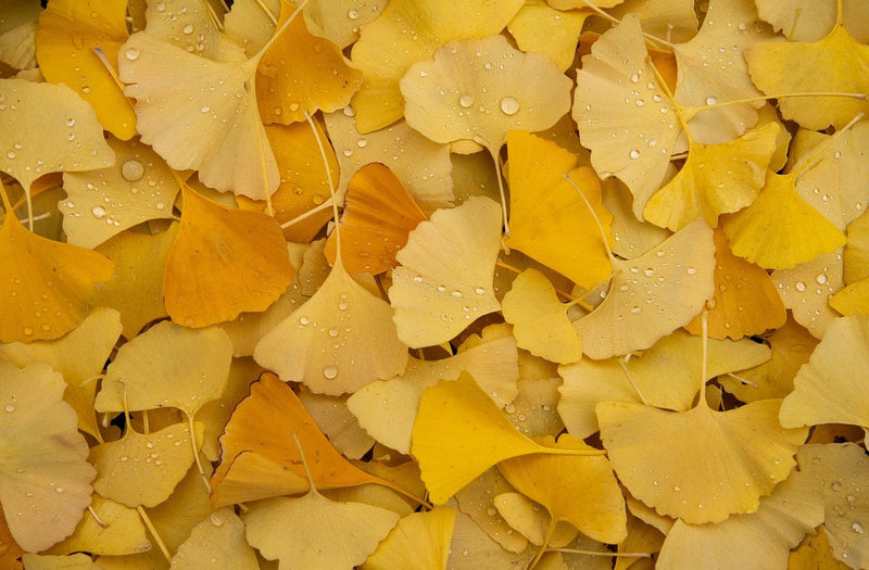 Ginkgo Biloba